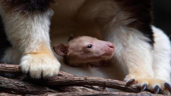 لأول مرة منذ 2008.. حديقة حيوان أمريكية تشهد ولادة كنغر نادر