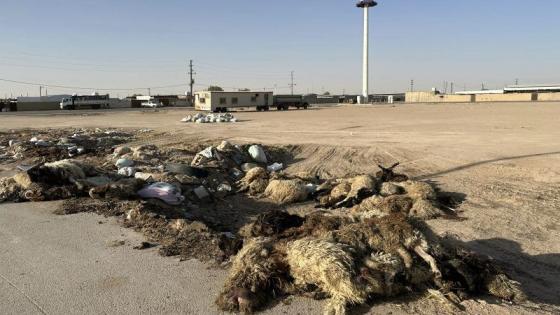 كارثة بيئية.. نفوق مئات الأغنام المستوردة في السعودية بسبب العطش
